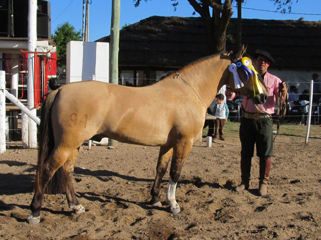 CHUSCO EL GLADIADOR