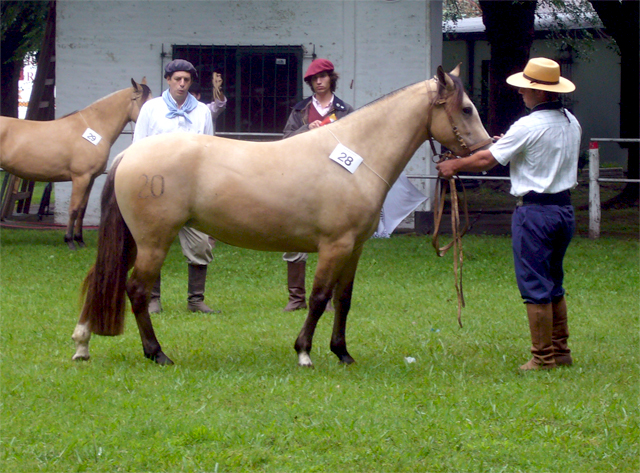 CHUSCO CORONILLA