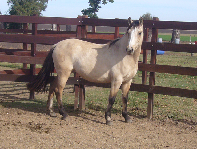 CHUSCO CORONILLA