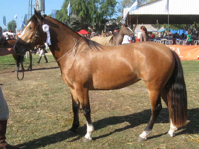 CHUSCO AGUILA CAZADORA