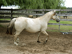 CHUSCO DESEADA