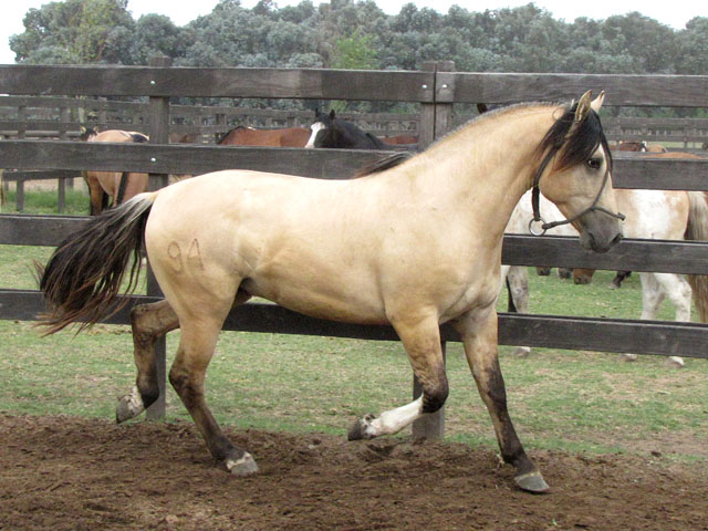 CHUSCO EL GLADIADOR