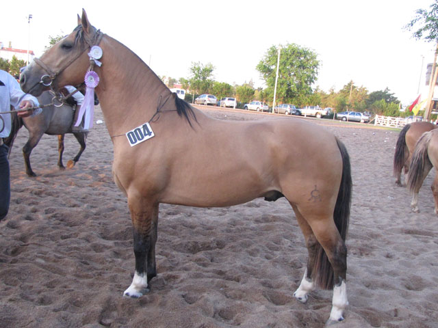 CHUSCO EL MATADOR