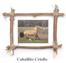 Caballito Criollo