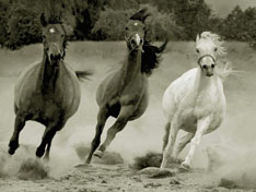 Caballos en Manada seleccionados de la web.