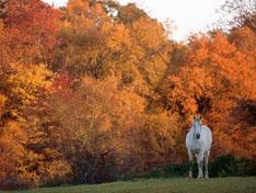 Caballos en paisajes naturales seleccionados de la web