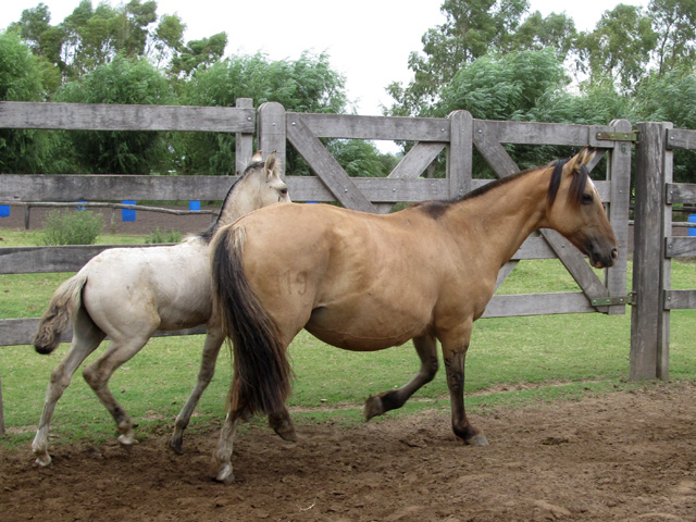 LAQUES TOTORA