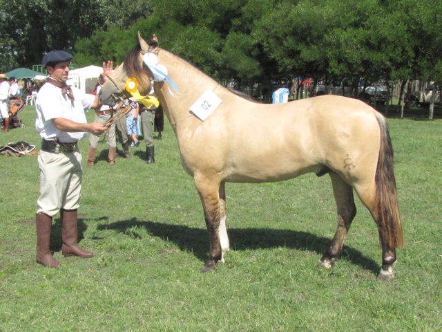 CHUSCO EL GLADIADOR