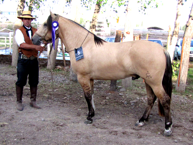 CHUSCO EL GLADIADOR