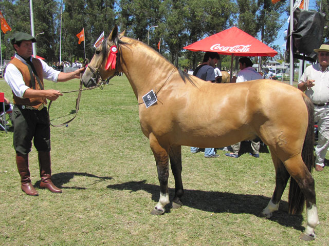 CHUSCO EL MATADOR